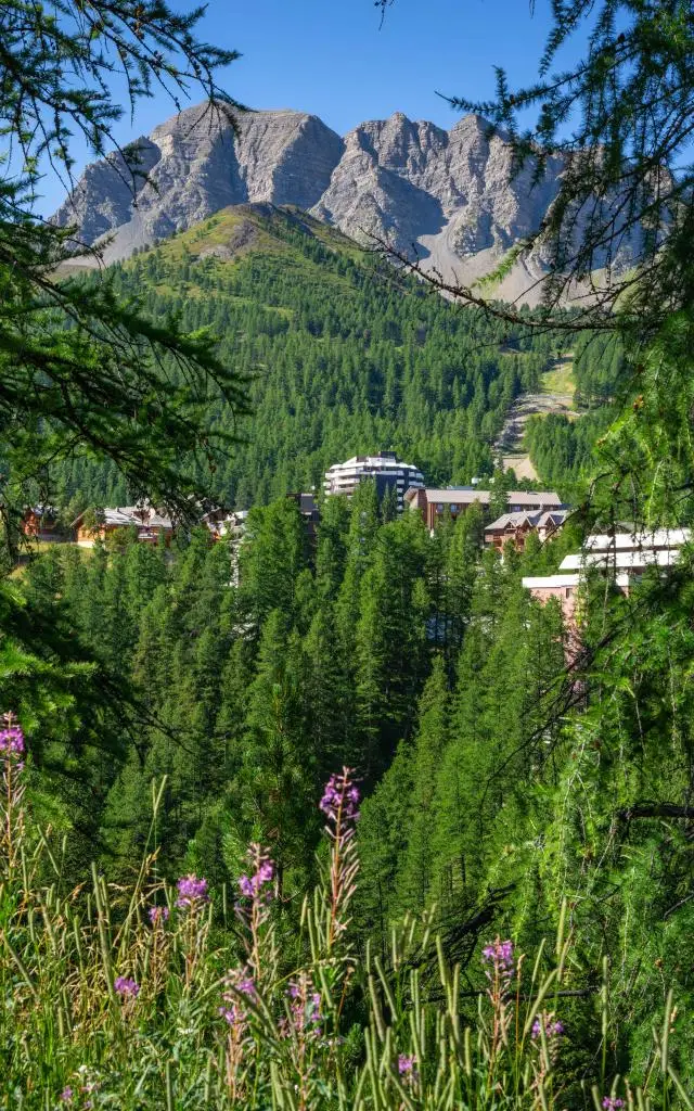 Forêt de mélèzes et sommets au-dessus de Vars